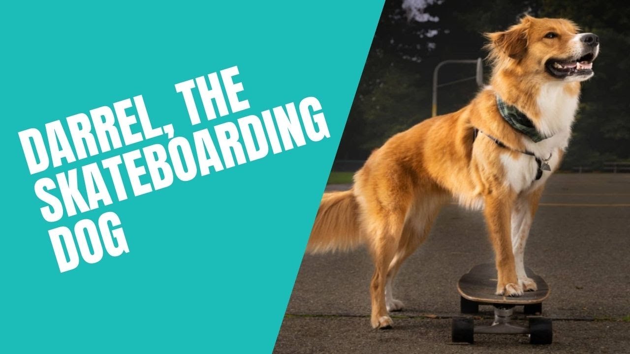 Meet Darrel, the skateboarding dog in Edmonds, Washington