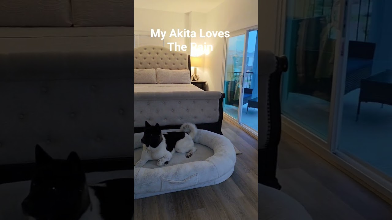 Rozkoszuj się deszczem w naszym luksusowym apartamencie typu studio typu loft o powierzchni 700 st&oacute;p kwadratowych #szorty #ljandoree