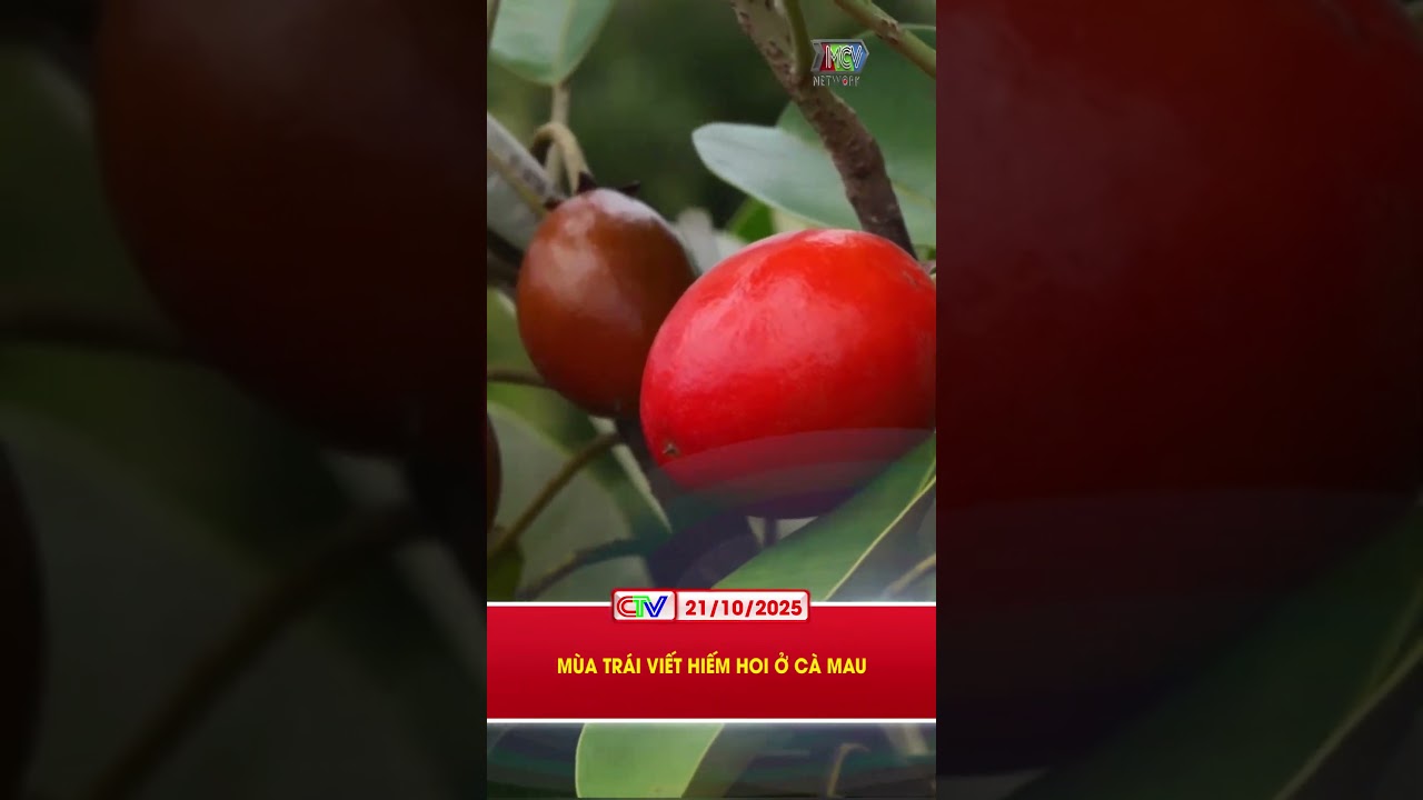 M&Ugrave;A TR&Aacute;I VIẾT HIẾM HOI Ở C&Agrave; MAU