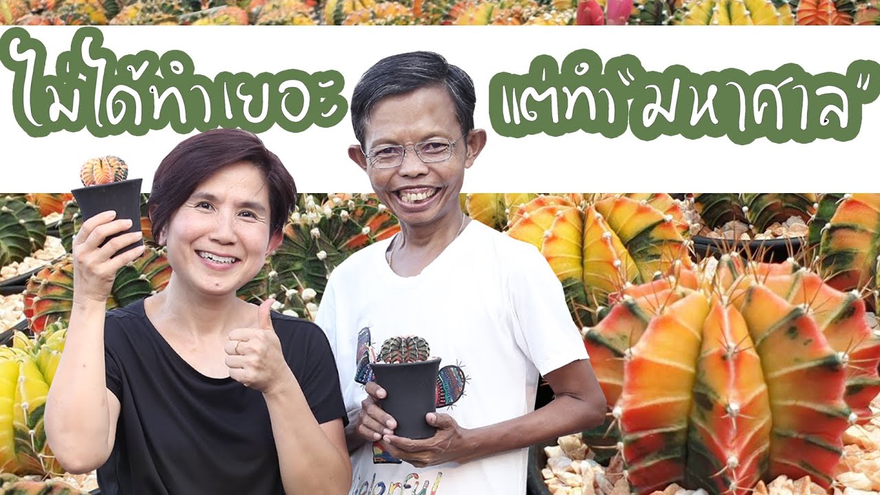 ยิมโน LB 2178 ด่าง Amazing Deaw กว่าจะได้มา ไม่ใช่ทำเยอะแต่ทำมหาศาล | Cactus Journey EP.32