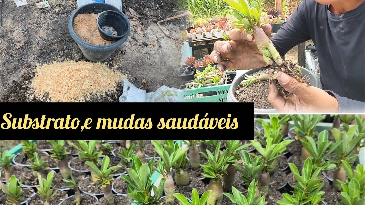 Substrato pra rosas do deserto e replantes das mudas (SURPRESA 🫢).