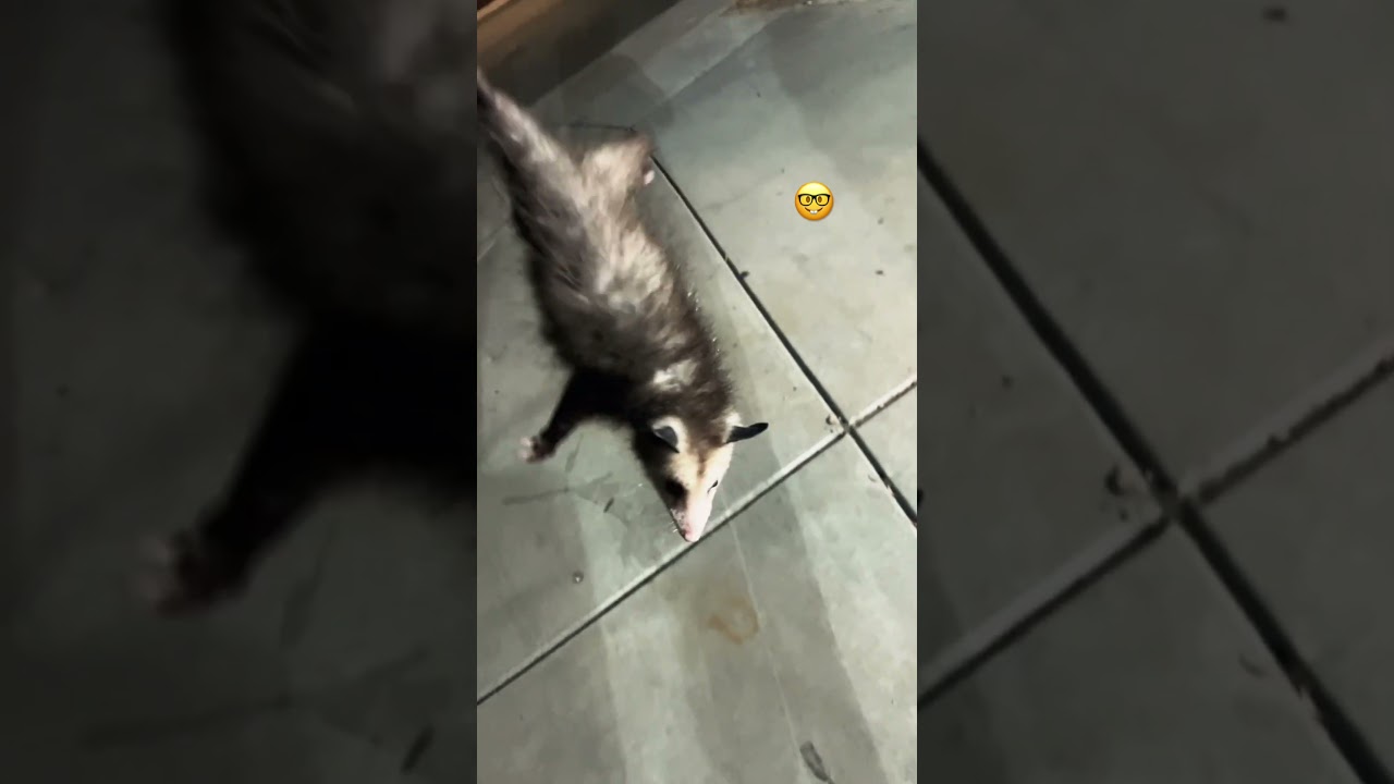 Y&rsquo;all still watching my stories lol 🤣 I will get back at it no worries 😉 #opossum