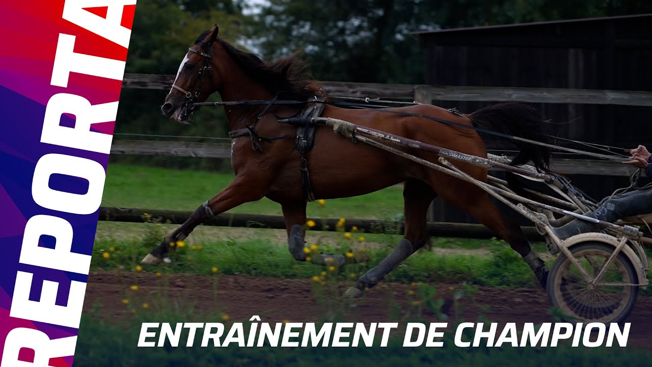 LOUVE DE REVE D'OR VOIT GRAND DANS LE PRIX DES ELITES (GR.1) | Reportage chez Marc Sassier