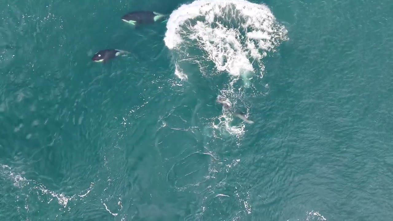 February 16, 2026 Drone video of Orcas hunting sea lions near Neah Bay.
