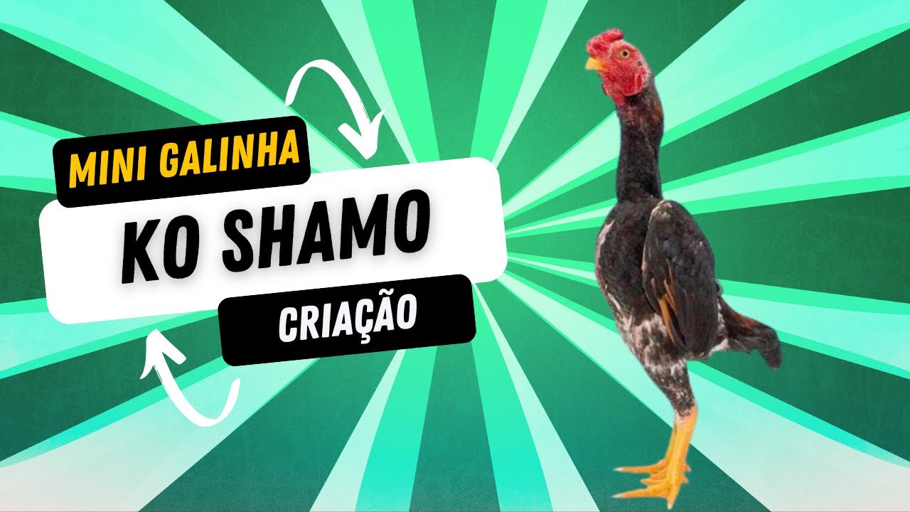 Ko Shamo - Gladiador Japonês 