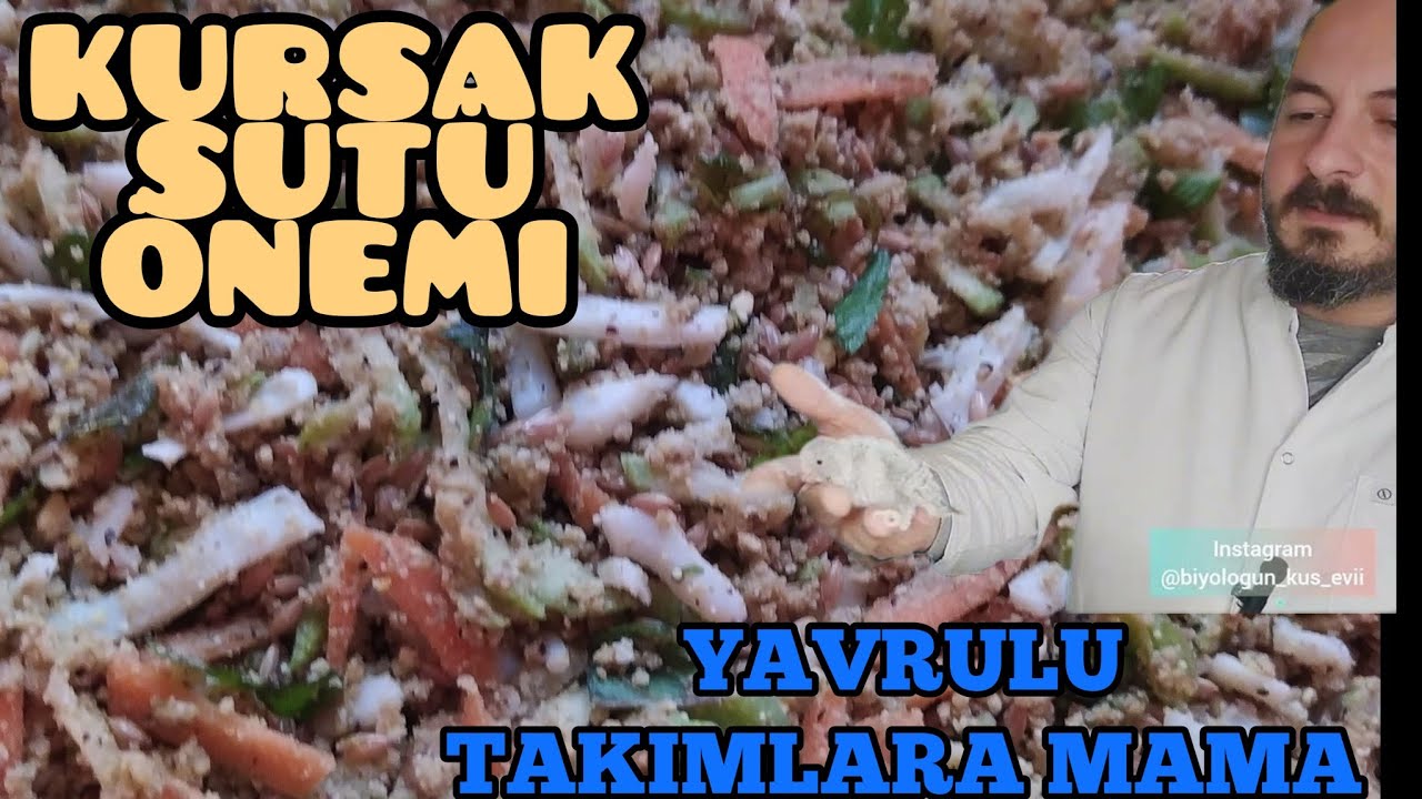 Yavrulu Takımlarımıza Mama Yaptık l Kursak Sütünün Kalitesini Arttıran Besinler l Üretimhane Vlog