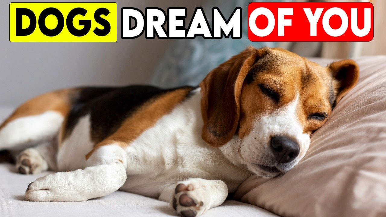 I Asked a Harvard Expert What Dogs Dream About... I’m Speechless