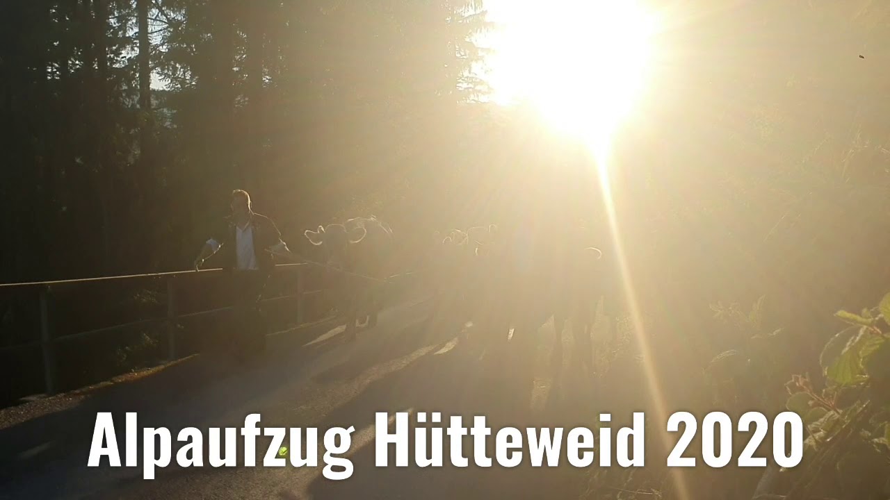 Alpaufzug Alp Hütteweid 2020
