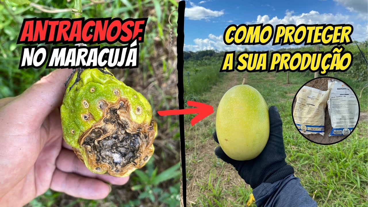 Antracnose no maracujá, como combater?