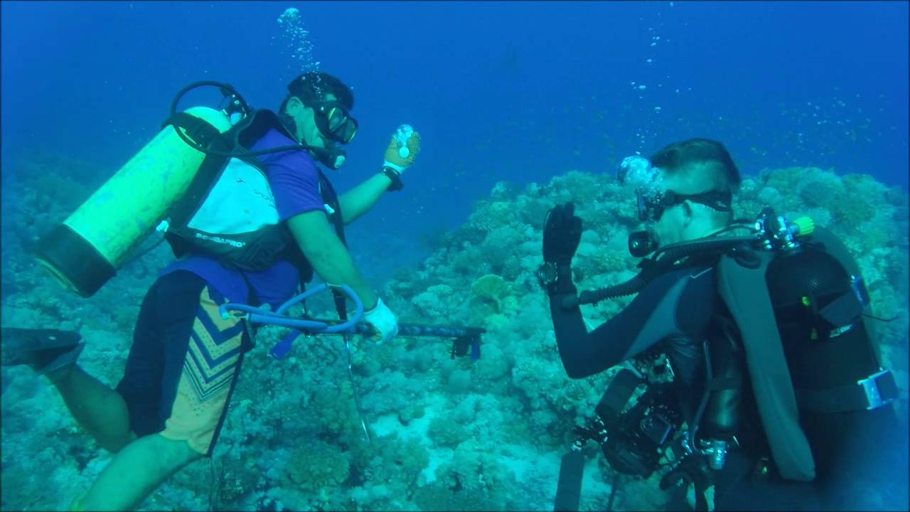 Dances withs sharks Seven Sisters Reef Yanbu