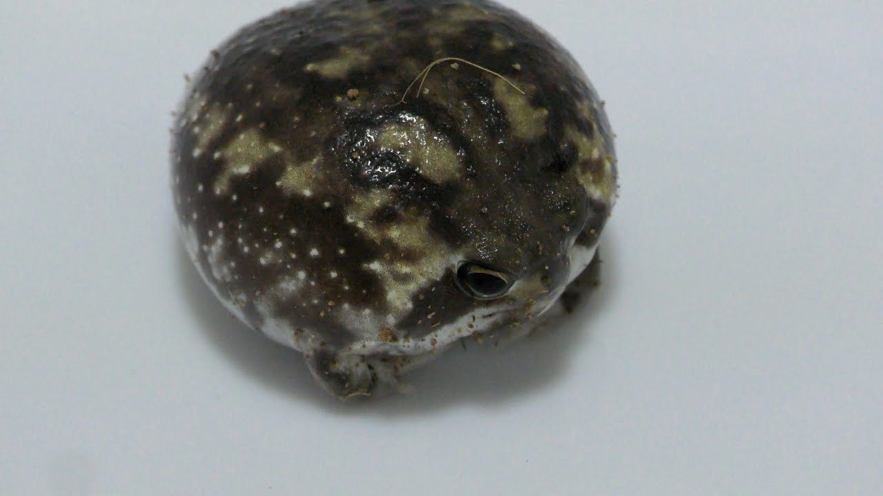 【癒し系】歩くアメフクラガエルが可愛すぎて萌えました💕Cute rain　frog is playing