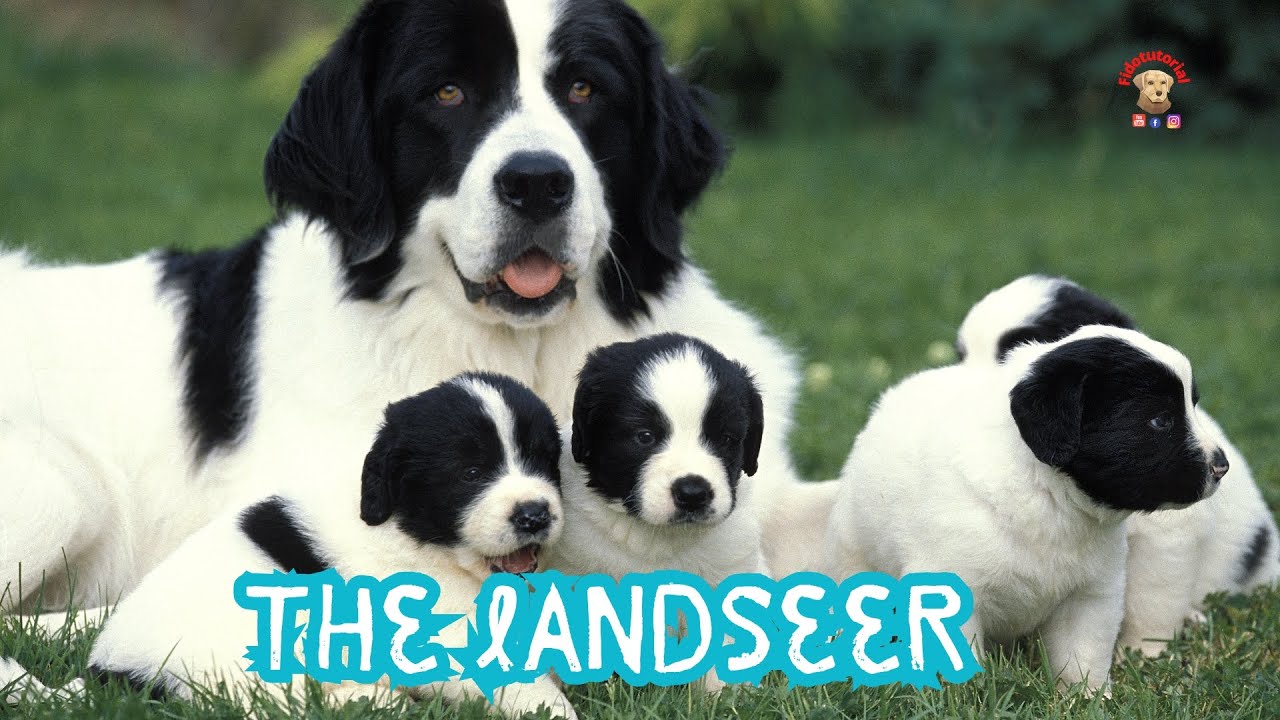 The Lanseer the black and white Newfoundland