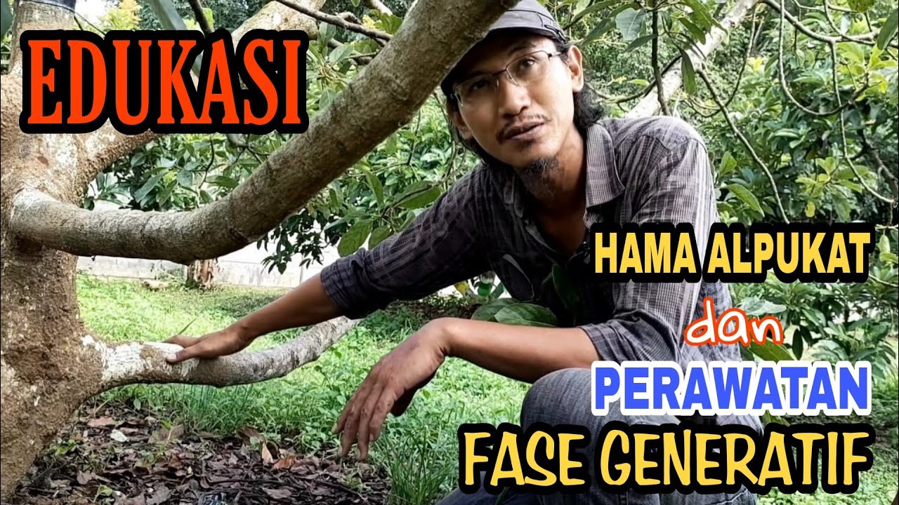 EDUKASI POHON ALPUKAT LAYU DI KEBAZ | HAMA PENYAKIT BATANG ALPUKAT DAN PERAWATAN