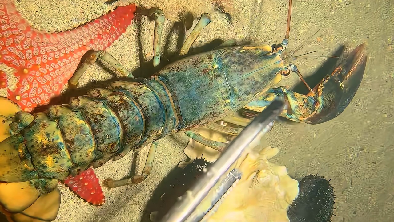 Diving to catch seafood, look how many I caught!！QU0126 #diving #fishing #lobster