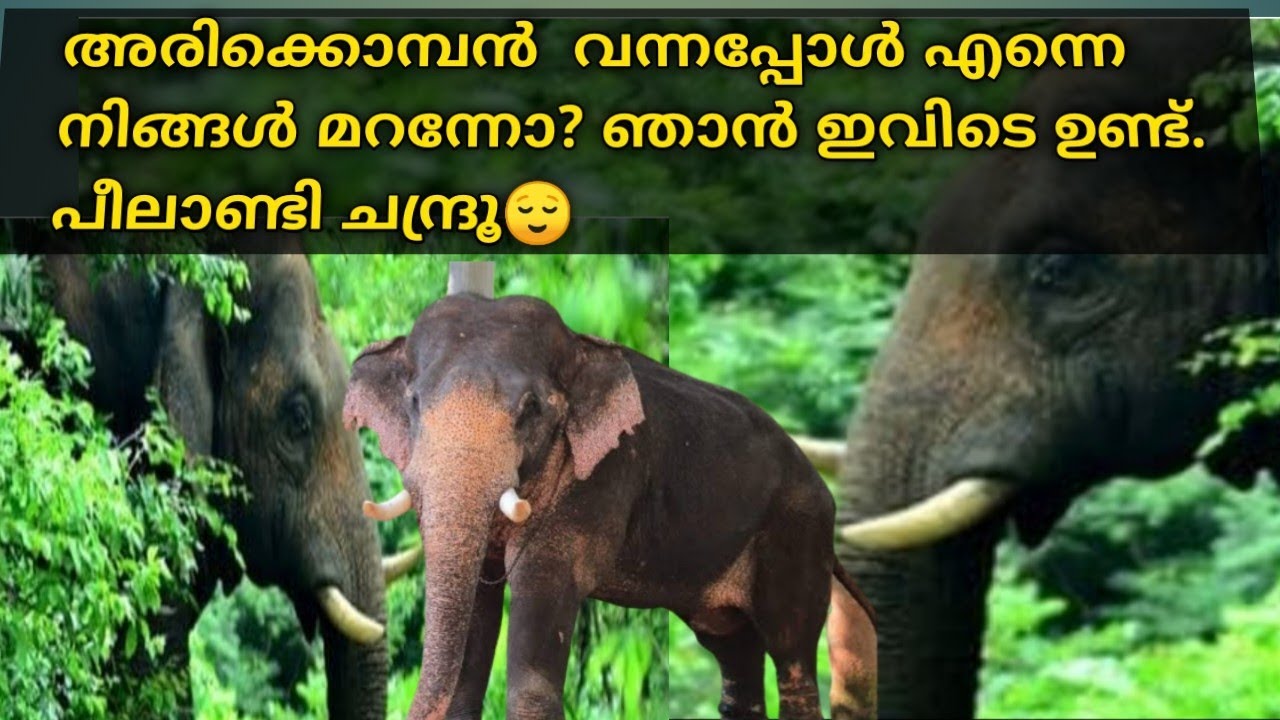 ആന🐘താവളം|Abhayaranyam| Ecotourism Kaprikkad| Kodanad| Ernakulam| Tourplace