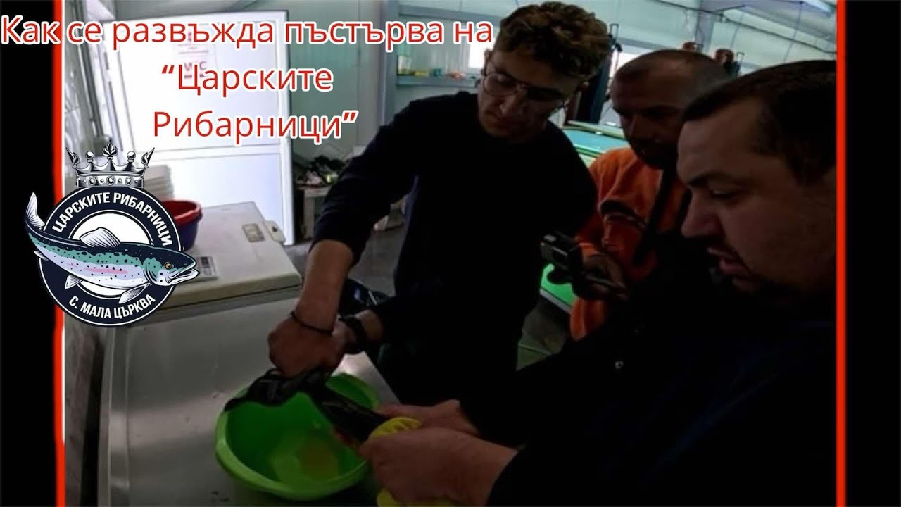 Развъждаме пъстърви на Царските рибарници
