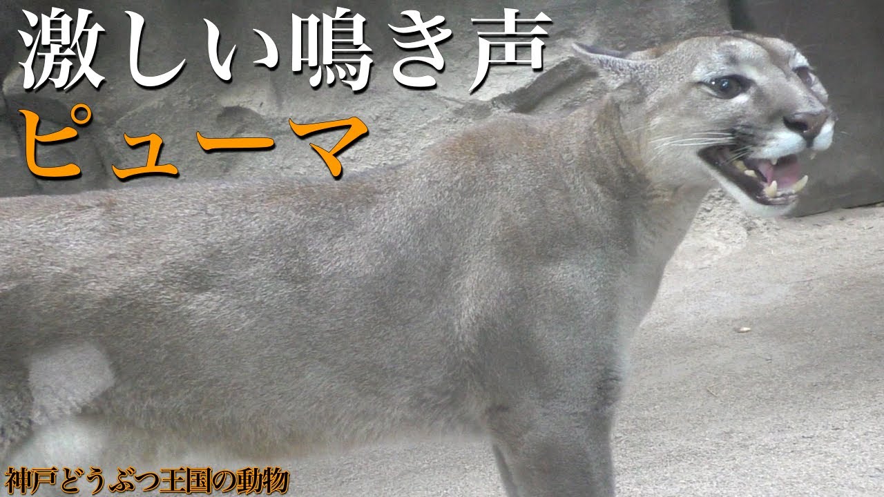 北米最大のネコ科動物「ピューマ」の鳴き声〜兵庫県「神戸どうぶつ王国」の動物〜