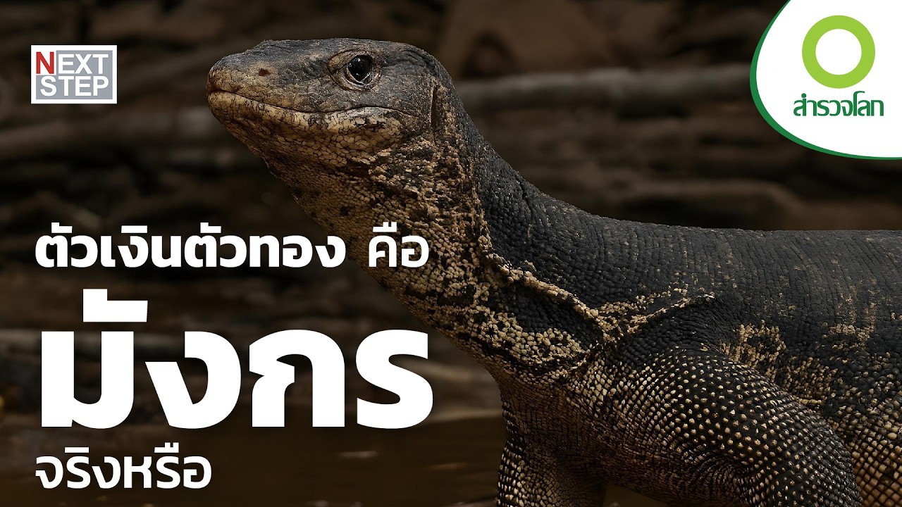 ตำนานของสิ่งมีชีวิต ที่งดงามและน่าเกรงขาม | สารคดี สำรวจโลก