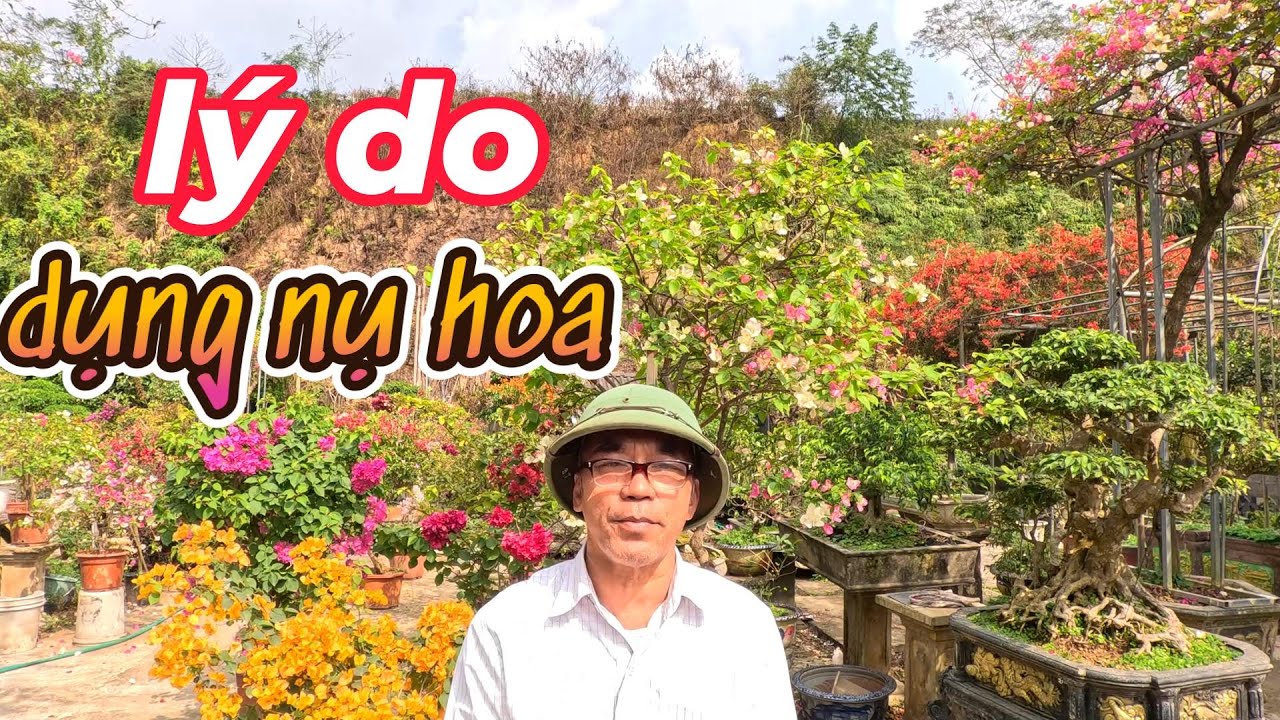 cây hoa giấy nhà bạn bị dụng hoa dụng nụ những nguyên nhân và cách khác phục rất hiệu quả