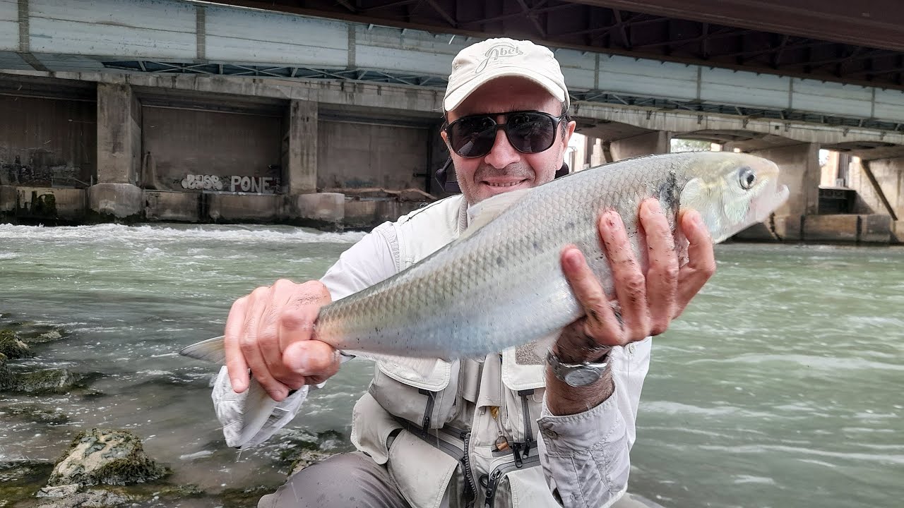 PESCA ALLA CHEPPIA SUL TEVERE