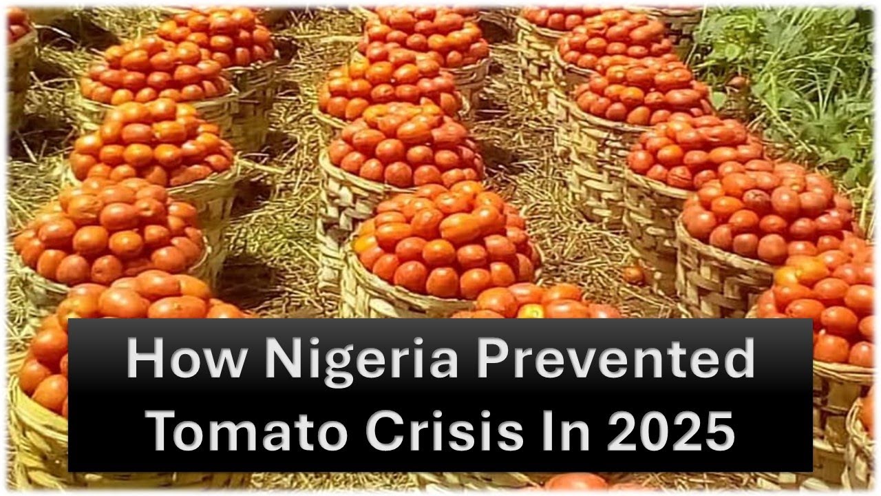 How Nigeria Prevented a Tomato Crisis in 2025