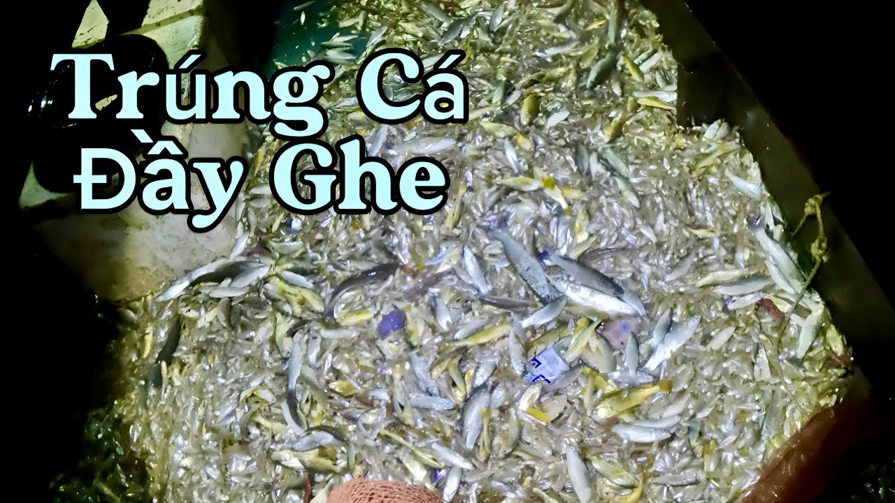 Một Mình Chạy Te Trúng Cá Giữa Đêm Mưa|| TCNTV #429