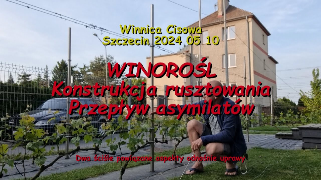 WINOROŚL - Konstrukcja rusztowania  Przepływ asymilatów - Winnica Cisowa 2024 05 10