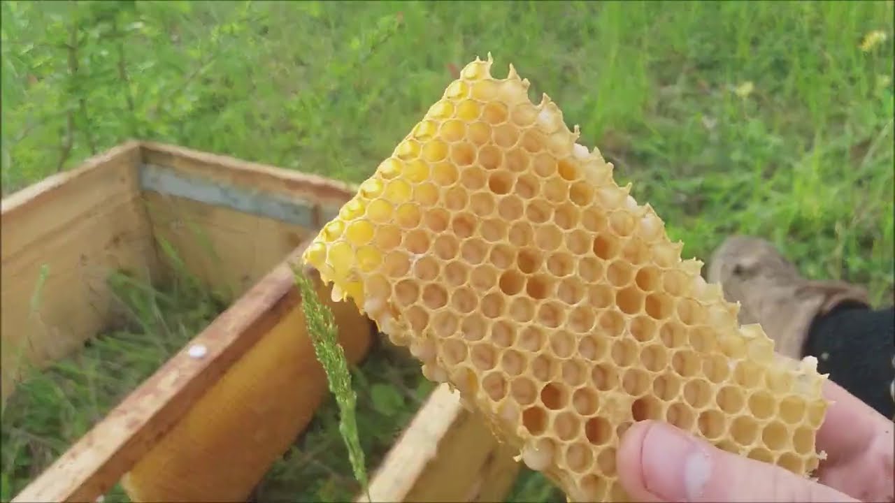 Pauza de energizare cu Apilarnil in stupina