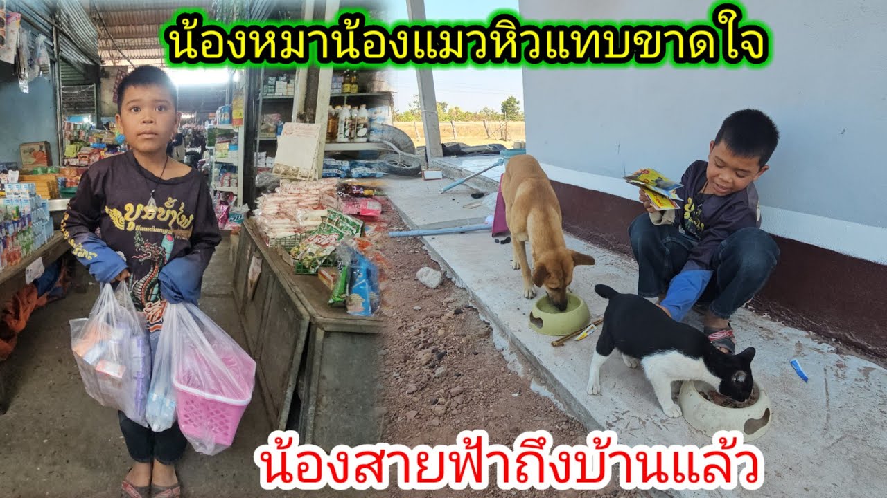 ล่าสุดน้องสายฟ้ามาถึงบ้านแล้วอย่างปลอดภัยน้องหมาน้องแมวหิวข้าวแทบขาดใจ😢 6 กุมภาพันธ์ ค.ศ. 2026