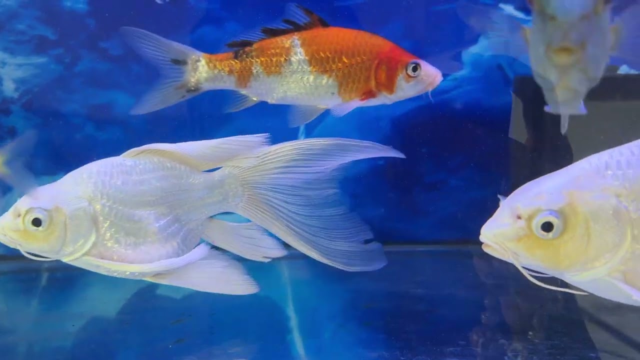 #fish 🐠🤍