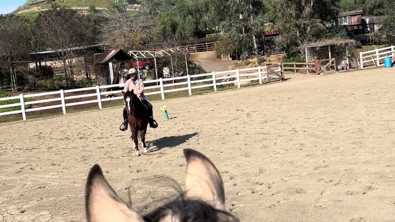 January Class 105 Freestyle Gaited Equitation