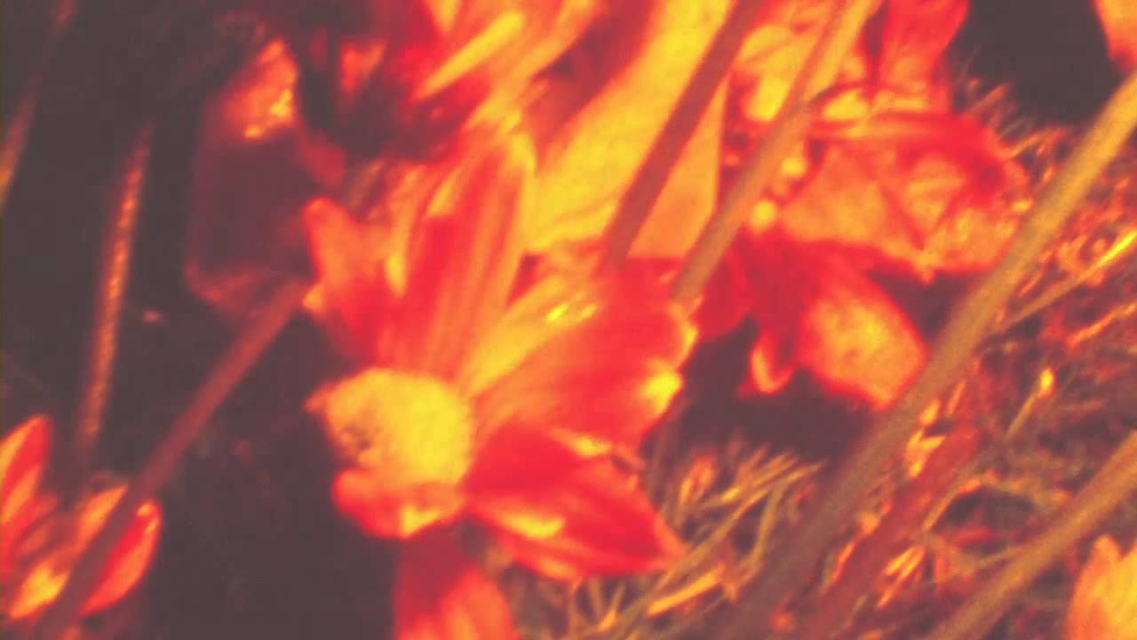 Tamaryn - The Garden (Official Video)