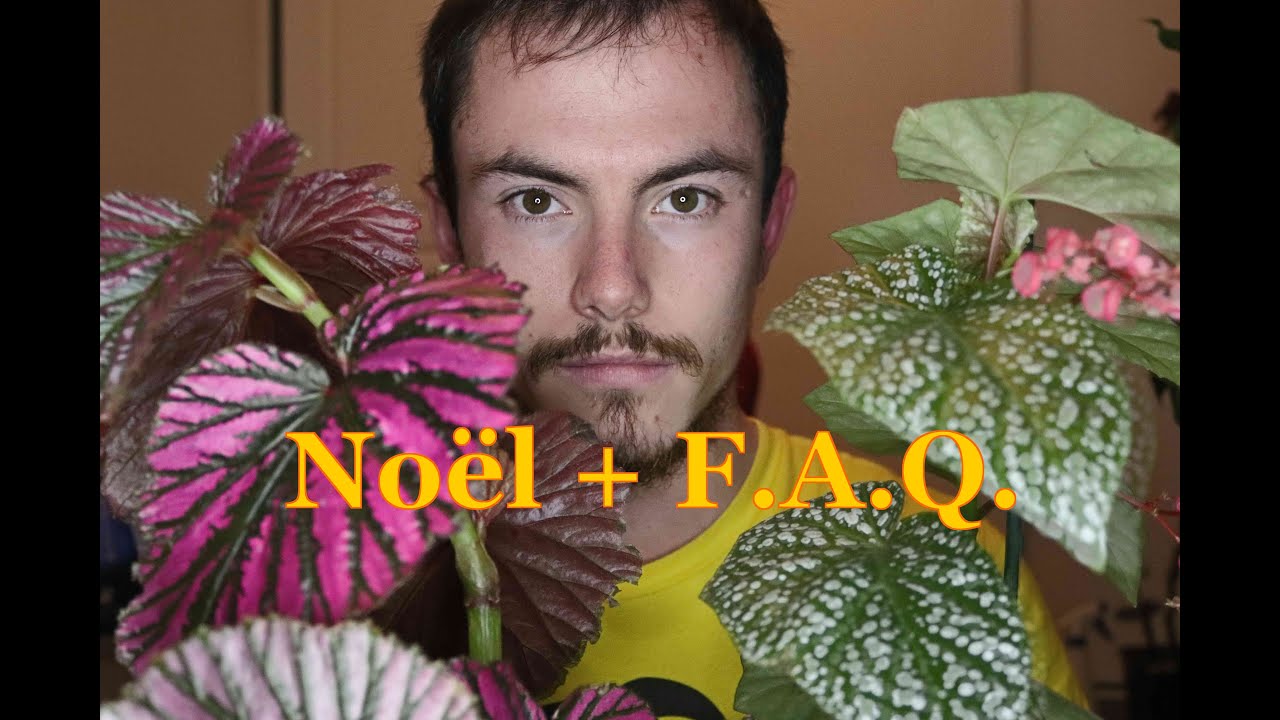 NOEL + F.A.Q.