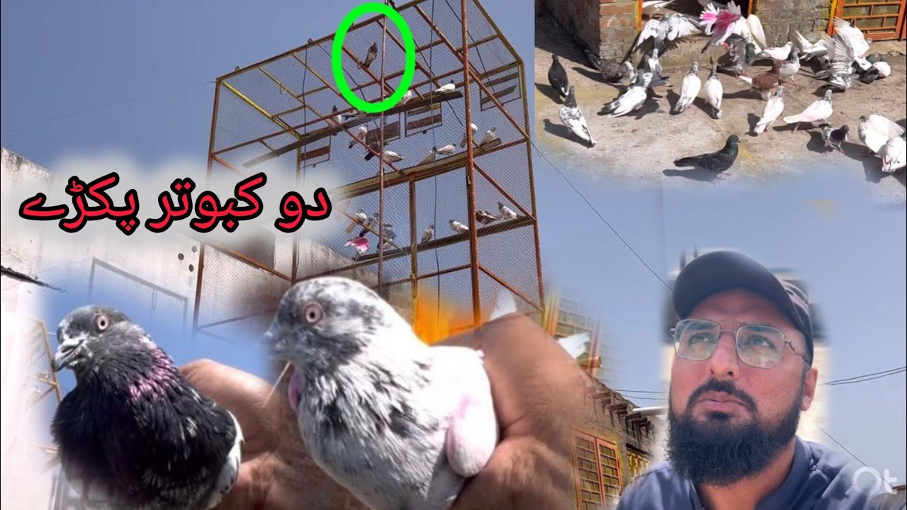 ،2, kabootar pakry 1 apna ekla #chirimari #kabootar #pigeon 