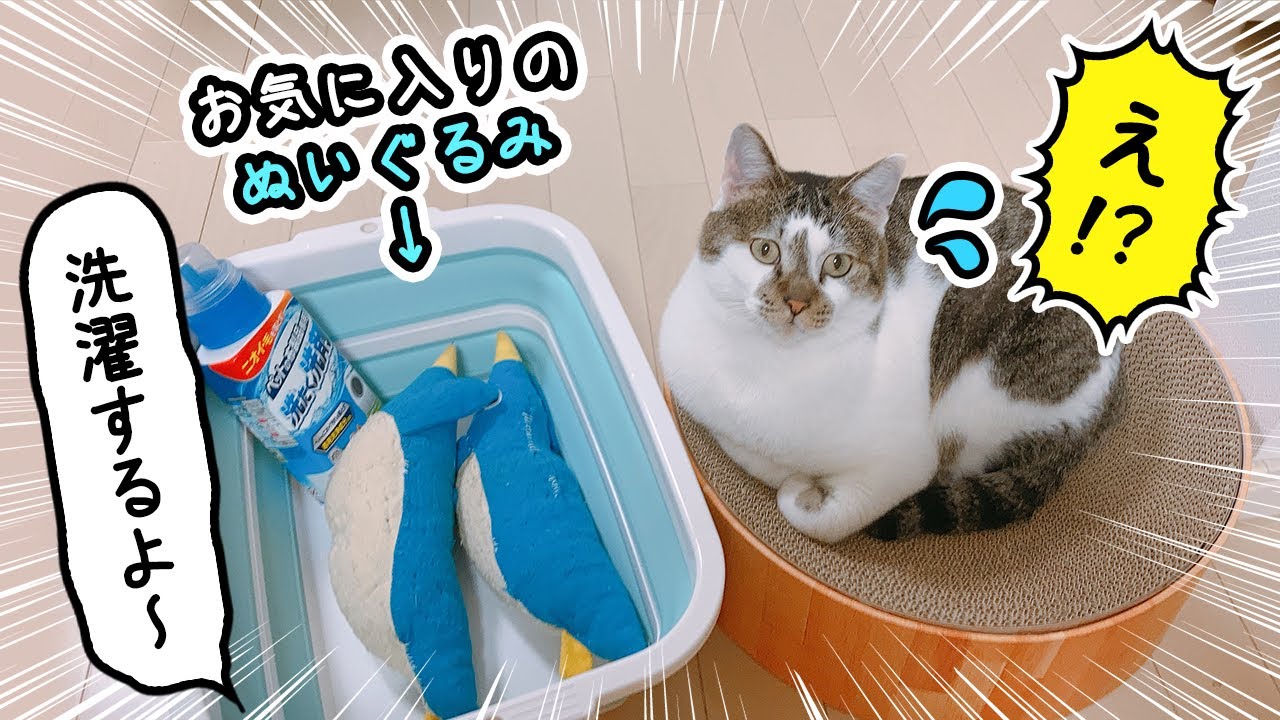 愛猫がお気に入りのぬいぐるみを洗濯してみたら反応がかわい過ぎた