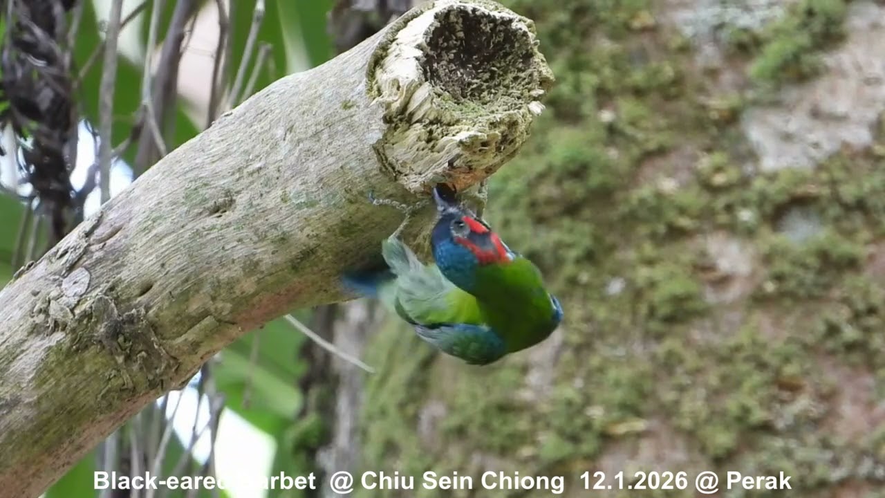 Black-eared Barbet @ Chiu S C DSCN1531