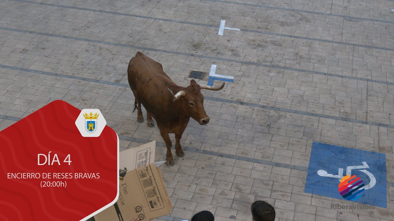 Fiestas de Cascante Día 4 Encierro de Reses Bravas 20:00h