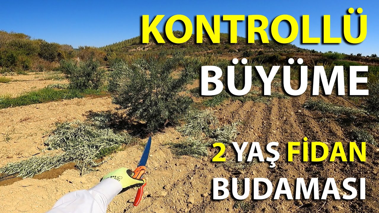 İki Yaşındaki Zeytin Fidanlarını Buduyoruz || Zeytin Nasıl Budanır?