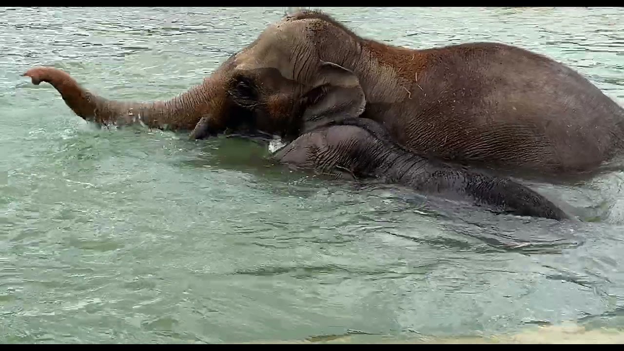 Elephants Cooling off in the Elephant Trek Pool - Cincinnati Zoo