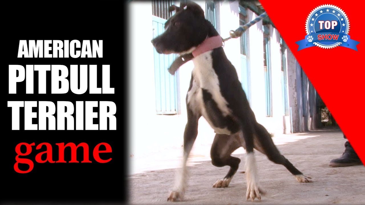 AMERICAN PITBULL TERRIER 
