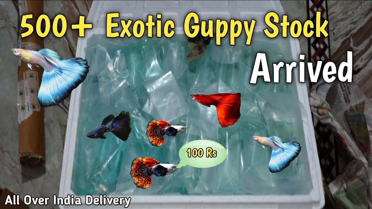 Imported Guppy Fish Price | Imported guppy fish farm in kolkata | Sandip Betta And Guppy #guppy 