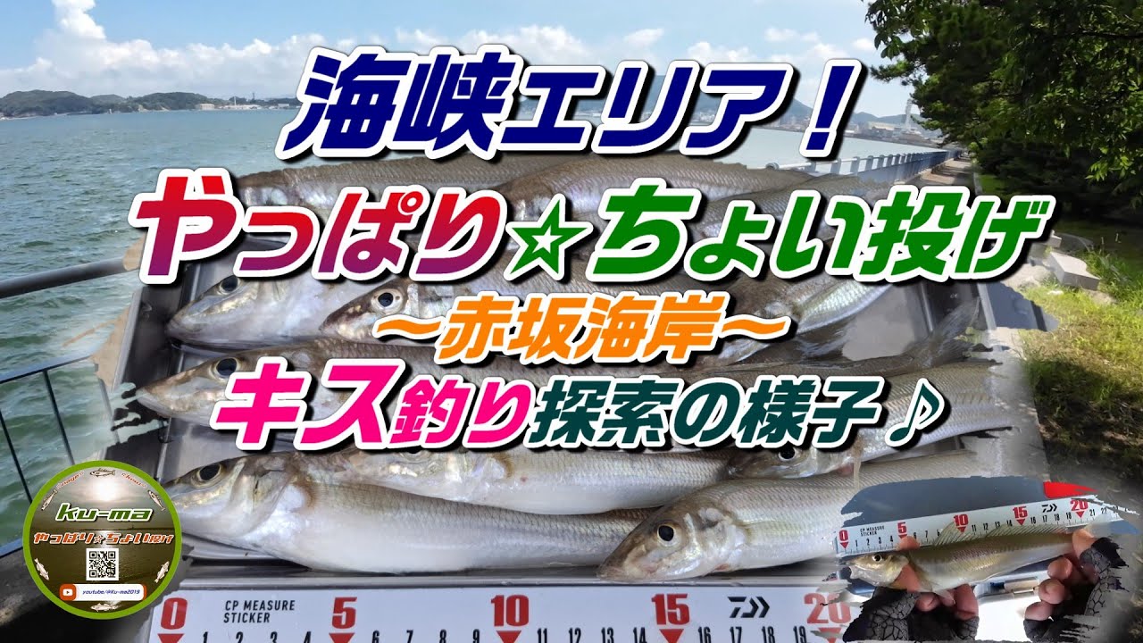 【キス釣り】やっぱり☆ちょい投げ🙋お久しぶりの赤坂海岸探索🎵
