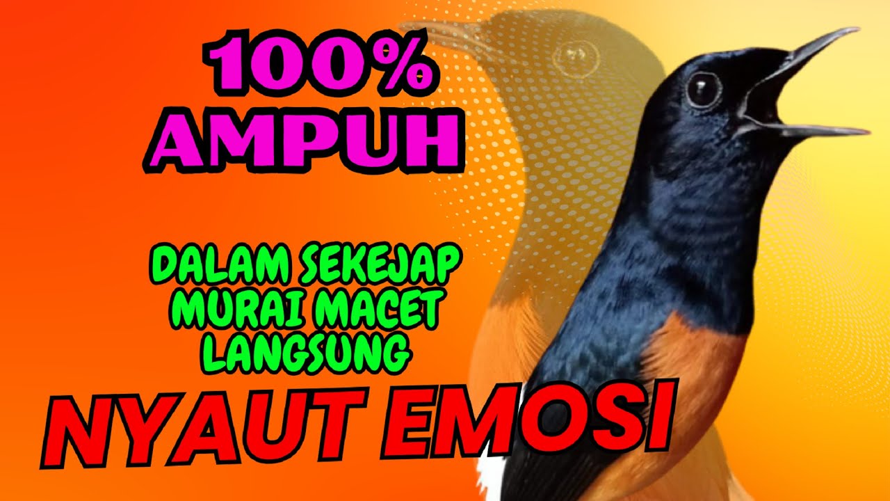 pancingan murai batu AGAR BUNYI jitu untuk JADIKAN murai batu GACOR EMOSI❗