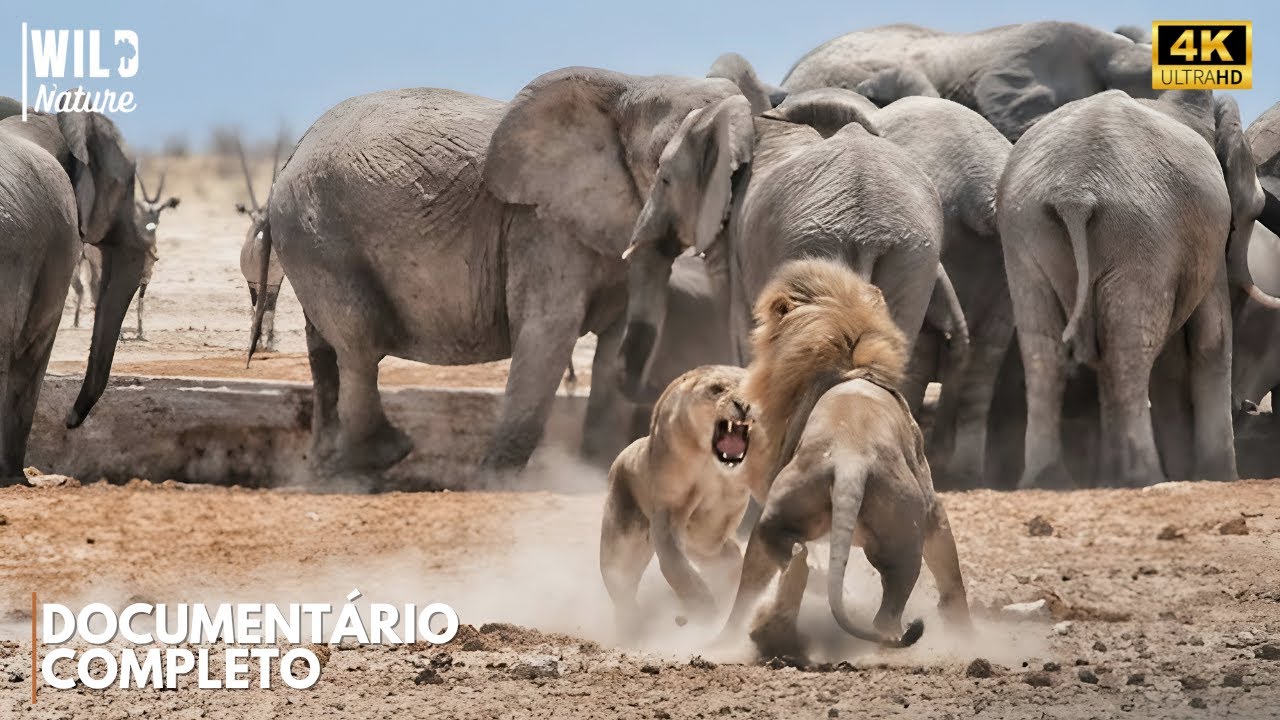 ÁFRICA - O Império Brutal da Vida Selvagem | Documentário Animal