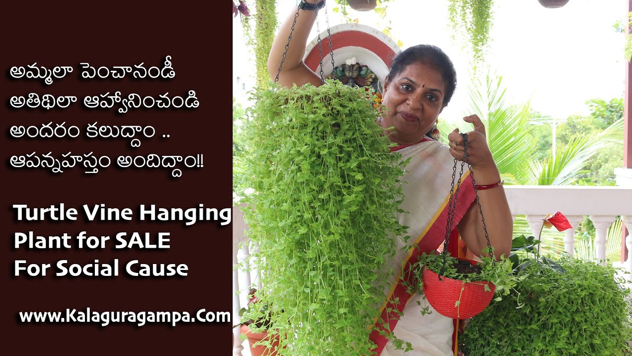 Turtle vine plant for sale/Social cause/Beautiful hanging plants/Evergreen Turtle vine hanging plant