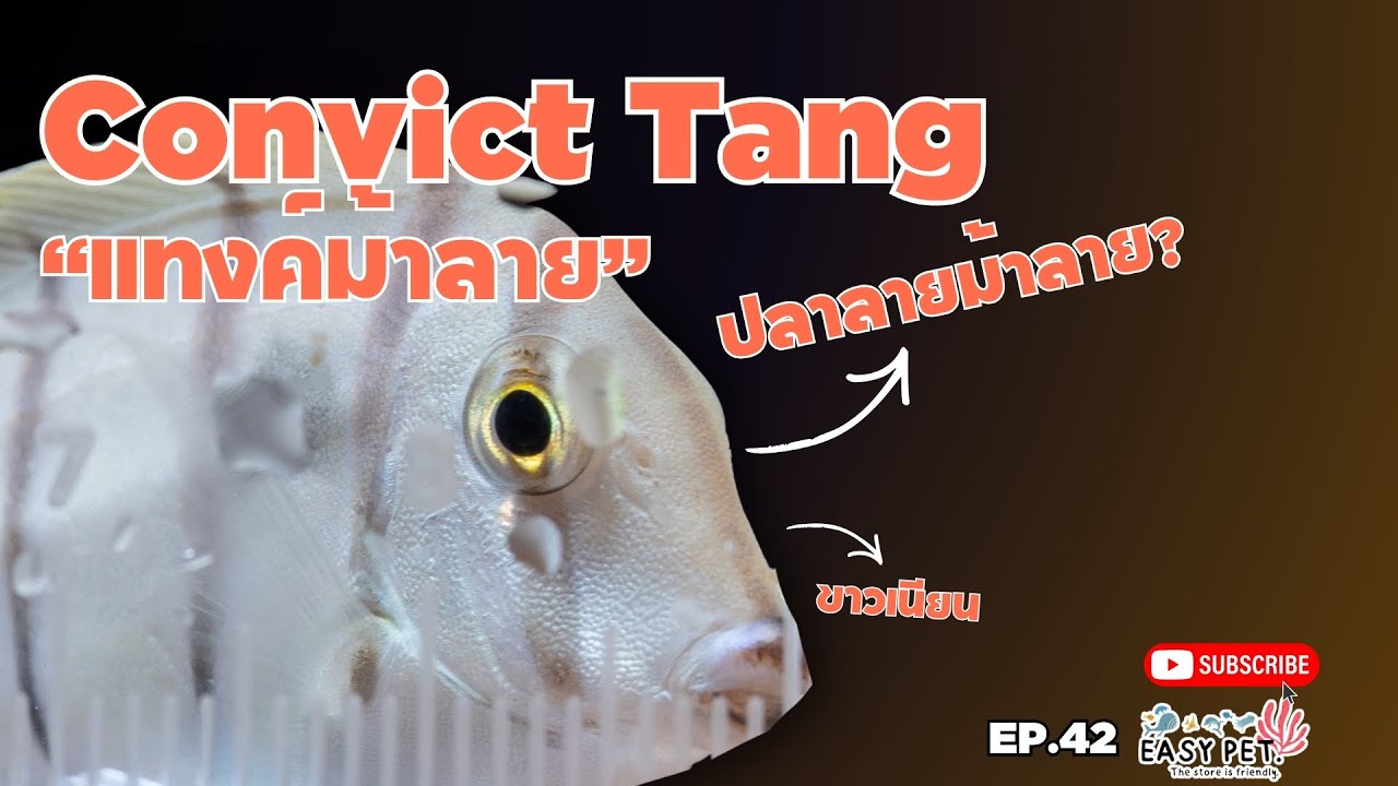 EP.42 แทงค์ม้าลาย | Convict Tangปลาสายว่ายสุดขยัน ลายชัด เท่ เรียบ แต่ดูดีทุกมุมตู้ 🌊🐠