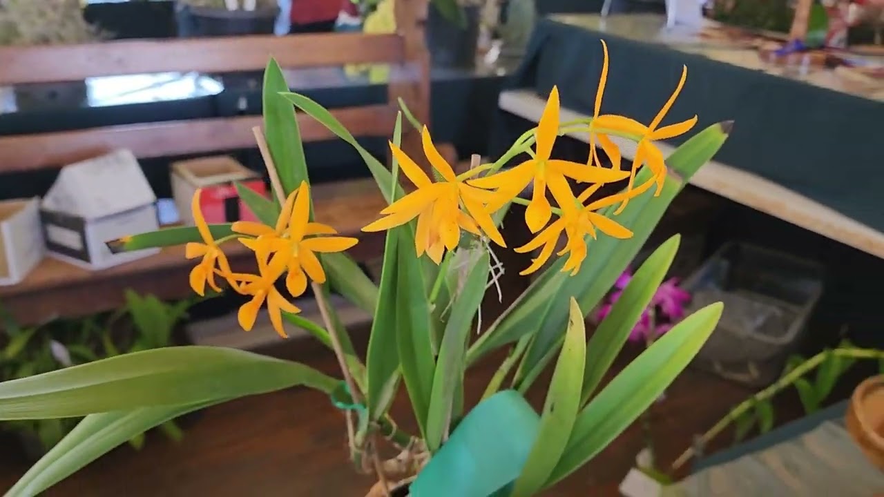 Tweed District Orchid Society Spring Orchid Show