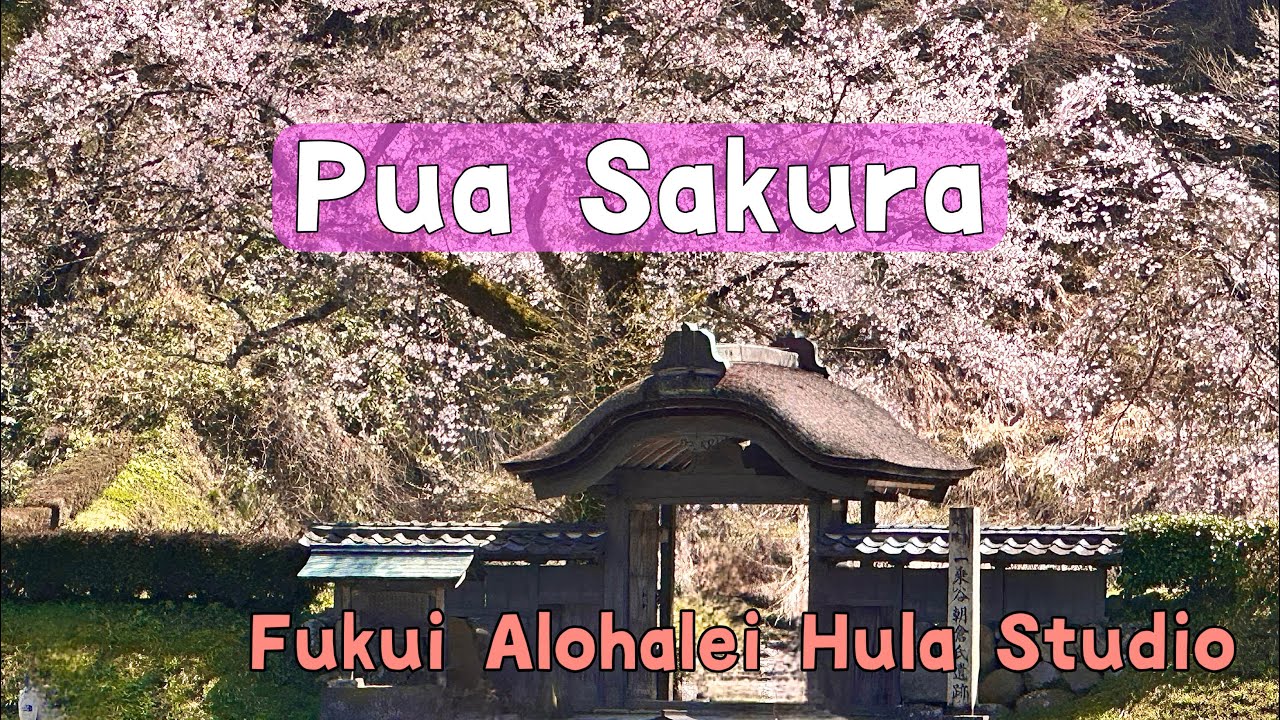 Pua Sakura  福井の桜の名所でフラを踊り巡ってきました🌸北陸新幹線で来てね✨詳しい場所の紹介は概要欄で✨