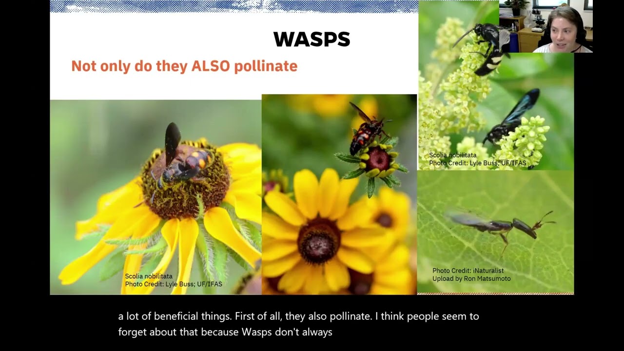 The Beneficial Insects You Don't See