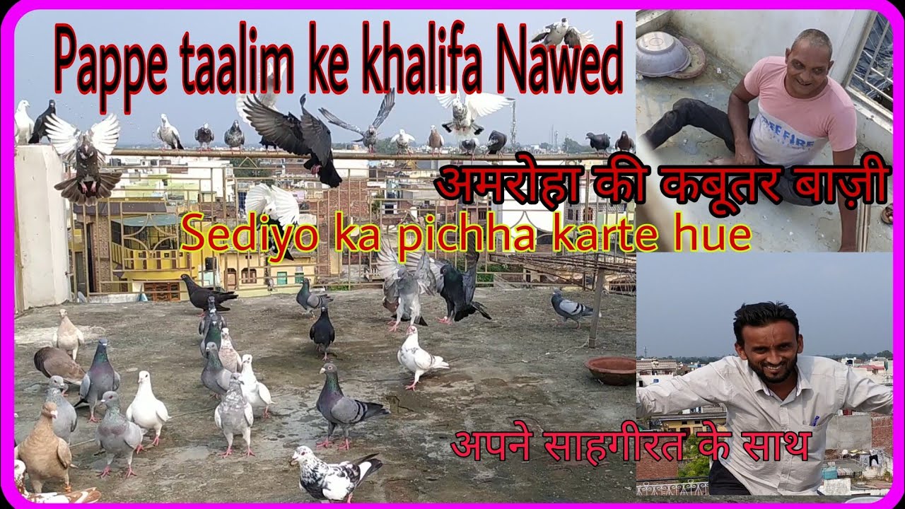 Amroha ki kabootar bazi. Pappe taalim ke khalifa Nawed bhai ki chhat sediyo ka pichha karte hue.
